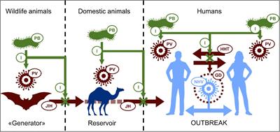 Frontiers | Probiotics at War Against Viruses: What Is Missing